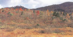 古峯ヶ原高原
