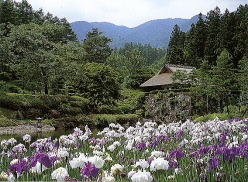 古峯園菖蒲